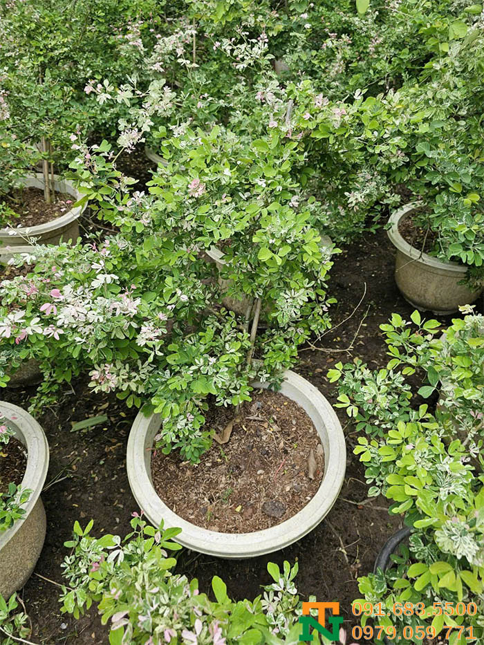 Cây tam tài trồng chậu