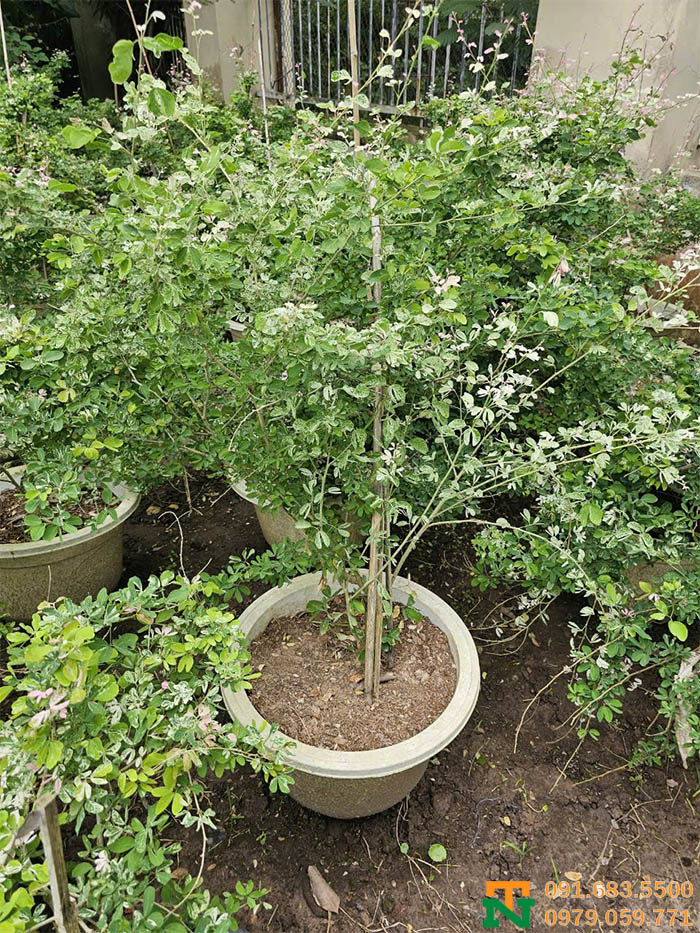 Cây tam tài trồng vườn