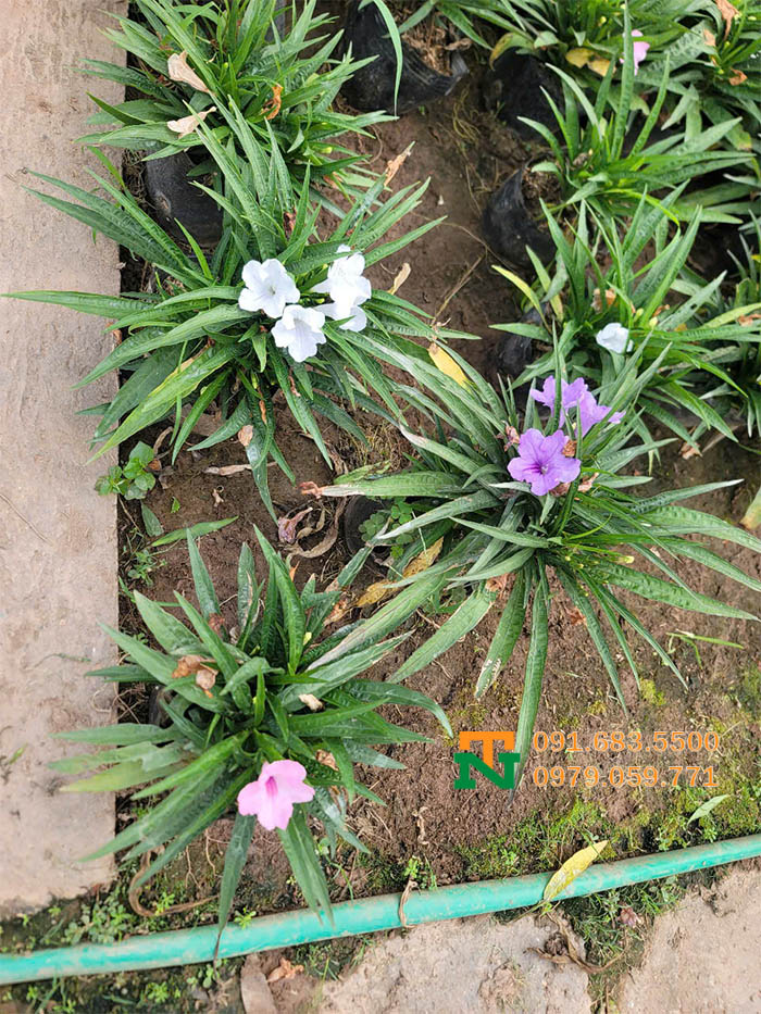 Cây thạch thảo giá tốt