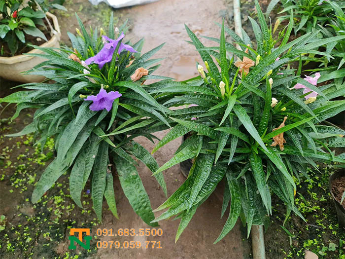 Cây thạch thảo tím đẹp