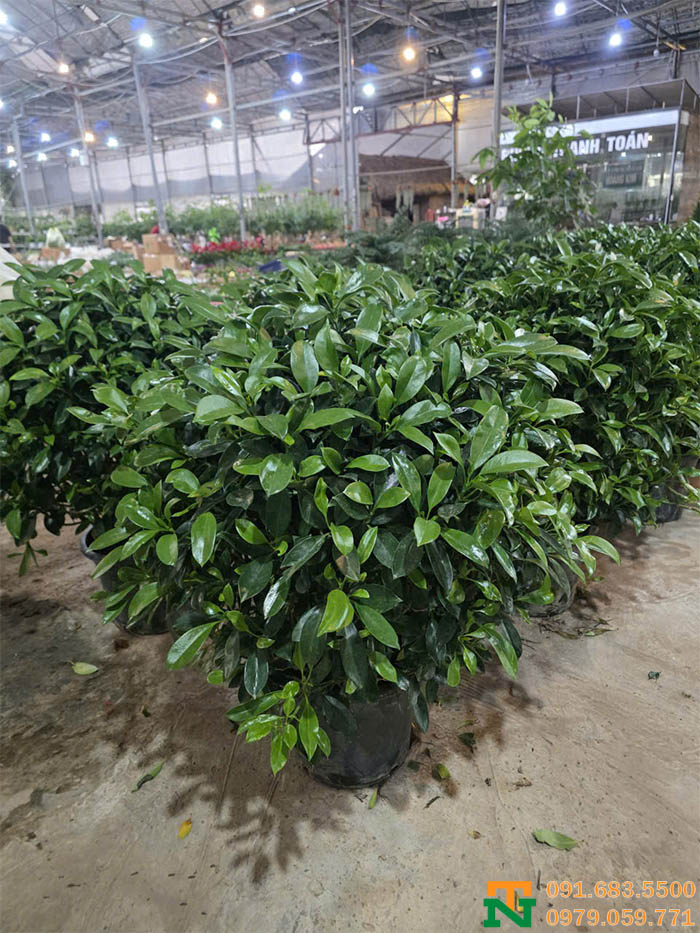 Cây thần tài xanh giá tốt