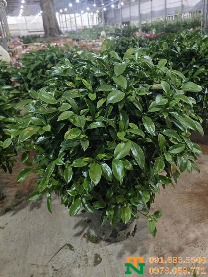 Cây thần tài xanh đẹp