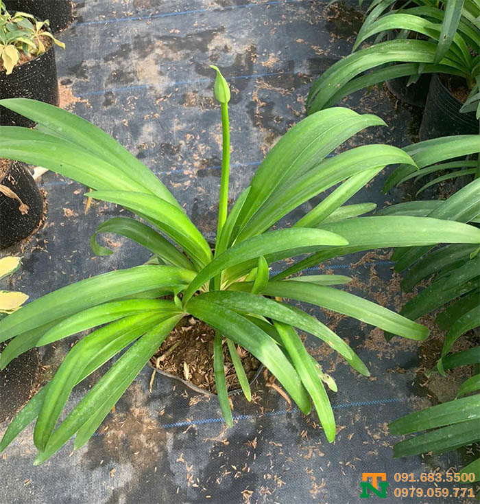 Cây giống thanh anh giá tốt