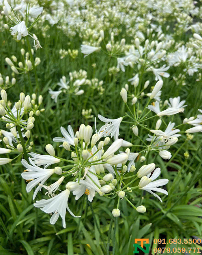 Vườn thanh anh trắng đẹp xinh