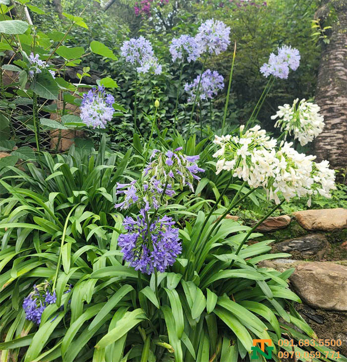 Cây thanh anh trồng vườn đẹp 