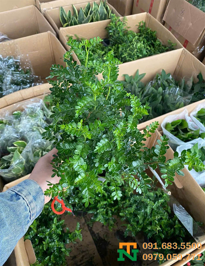 Cây thanh hương tại vườn giá tốt