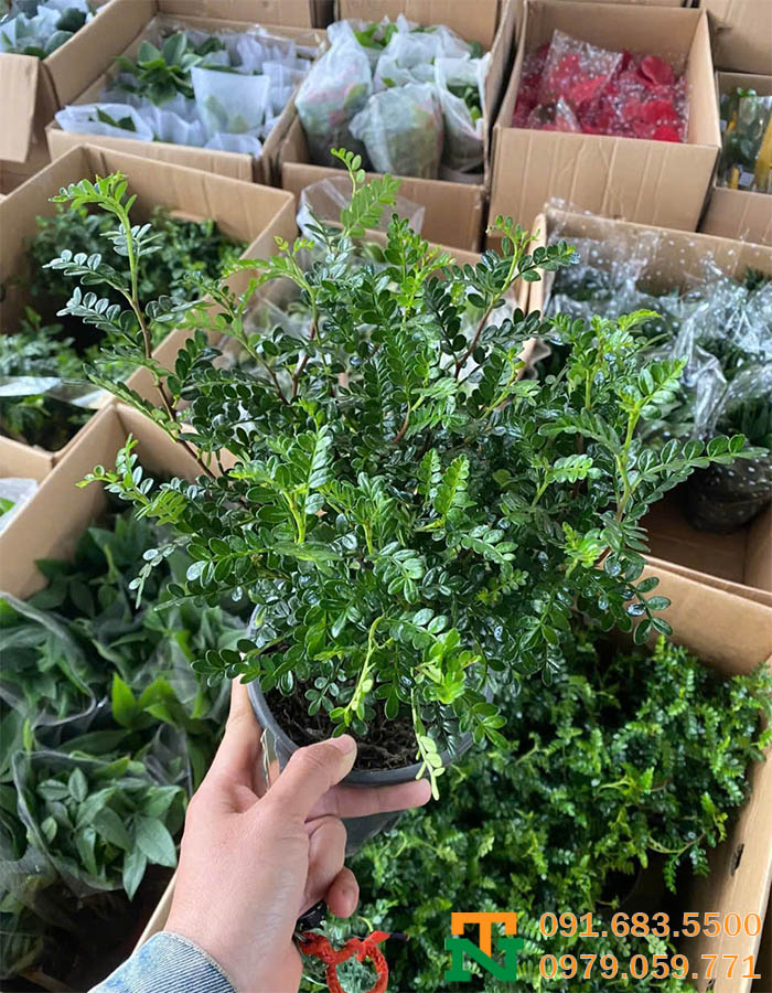 Cây thanh hương cảnh trang trí 