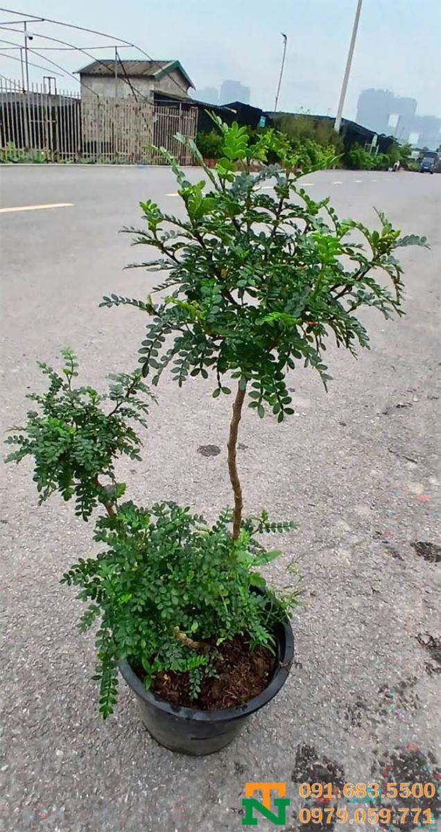 Cây thanh hương giá tốt chất lượng