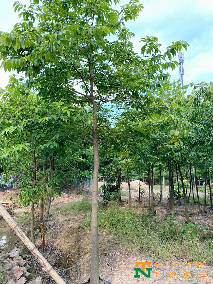 Cây thị thơm bóng mát