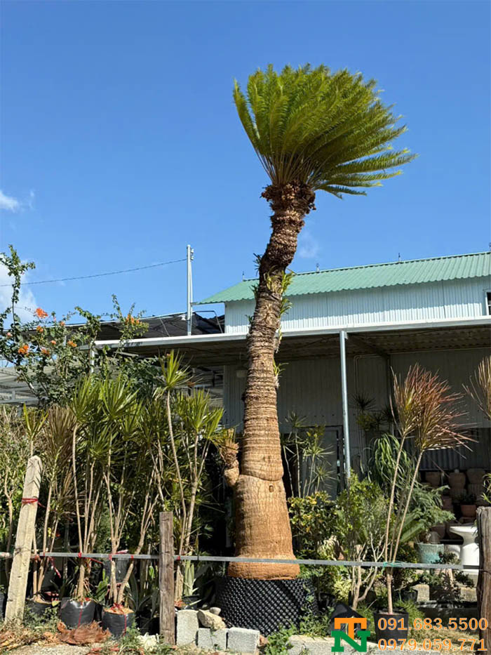 Cây thiên tuế cao sang trọng