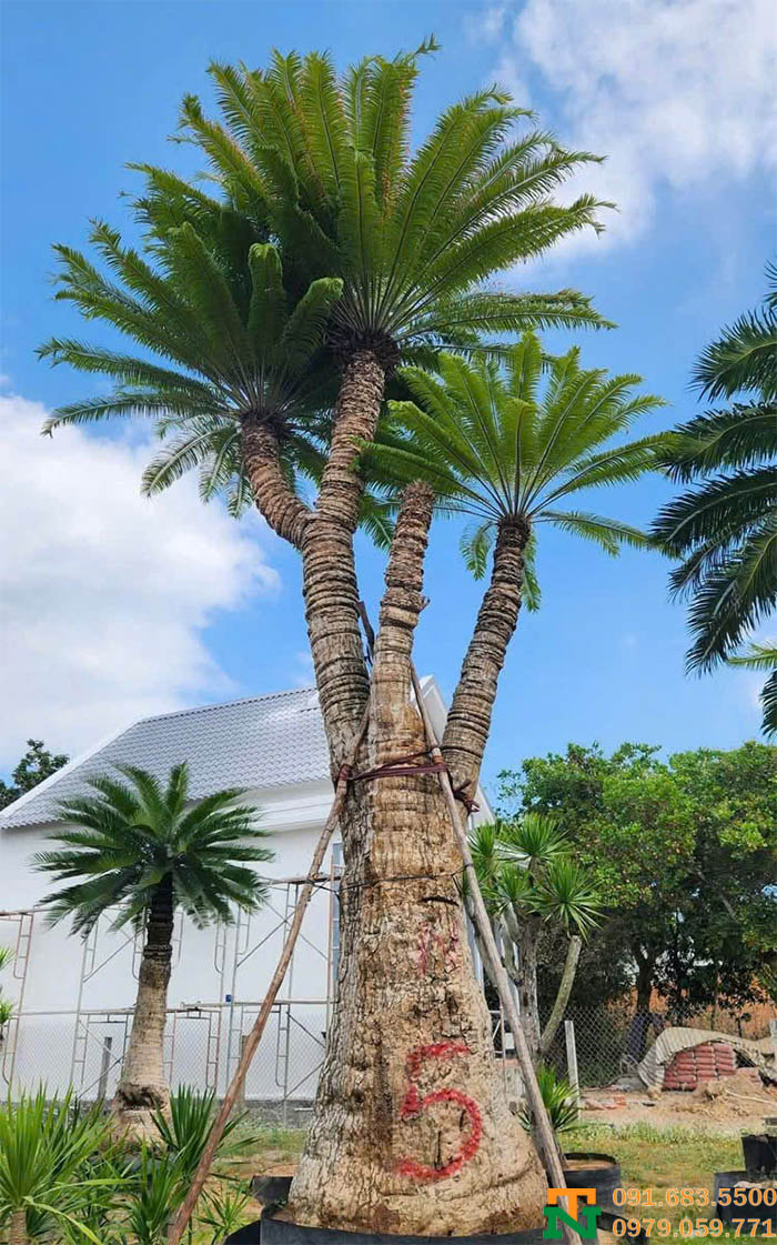 Cây thiên tuế cảnh to đẹp