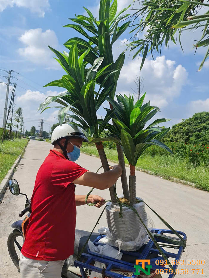 Cây thiết mộc lan nhân tạo 3 thân đẳng cấp
