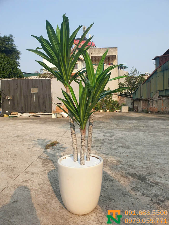 Cây thiết mộc lan nhân tạo 3 thân phong thủy