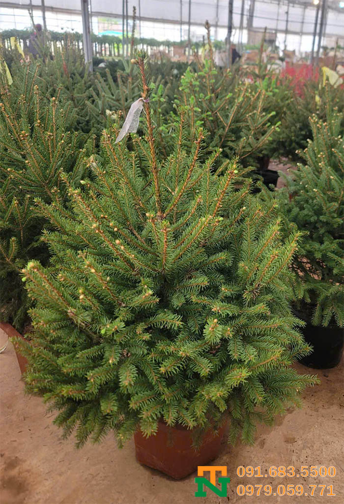 Cây thông Đan mạch phong thủy giá rẻ