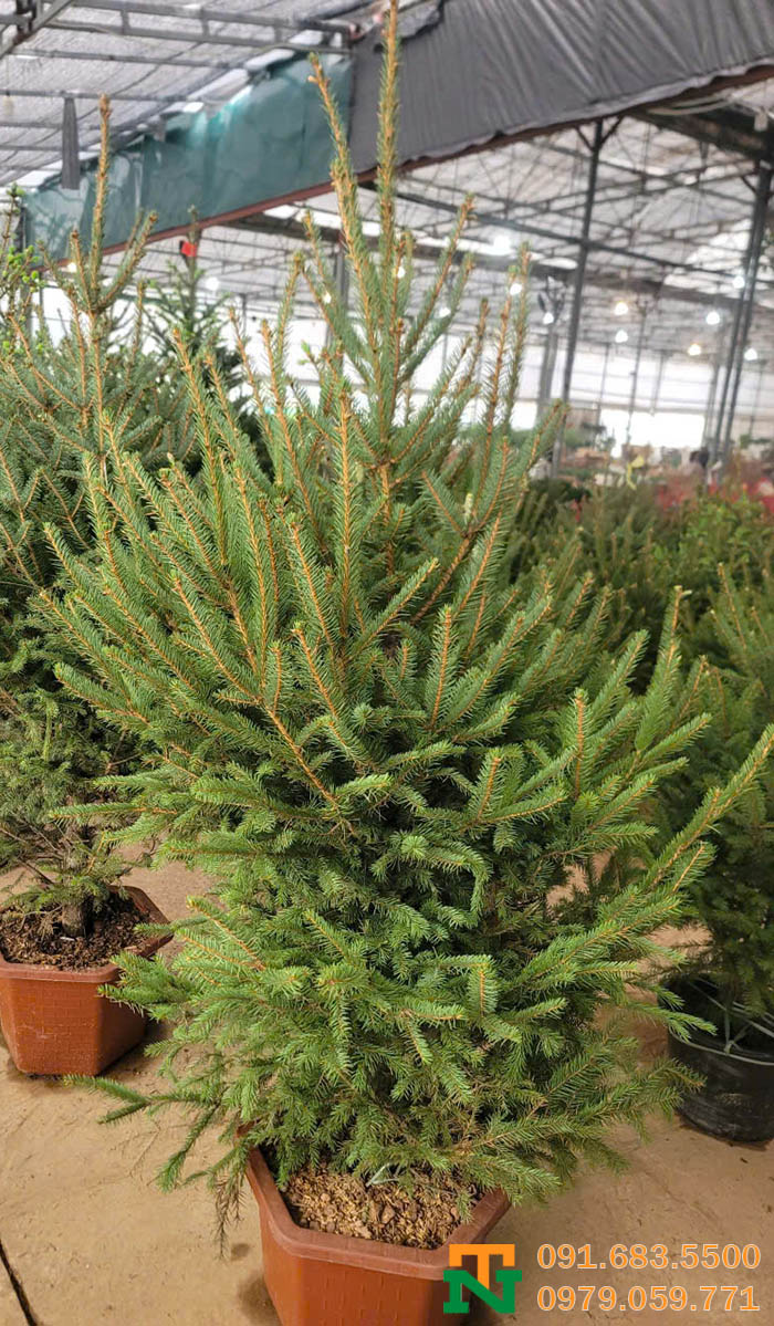 Cây thông Đan Mạch trồng vườn