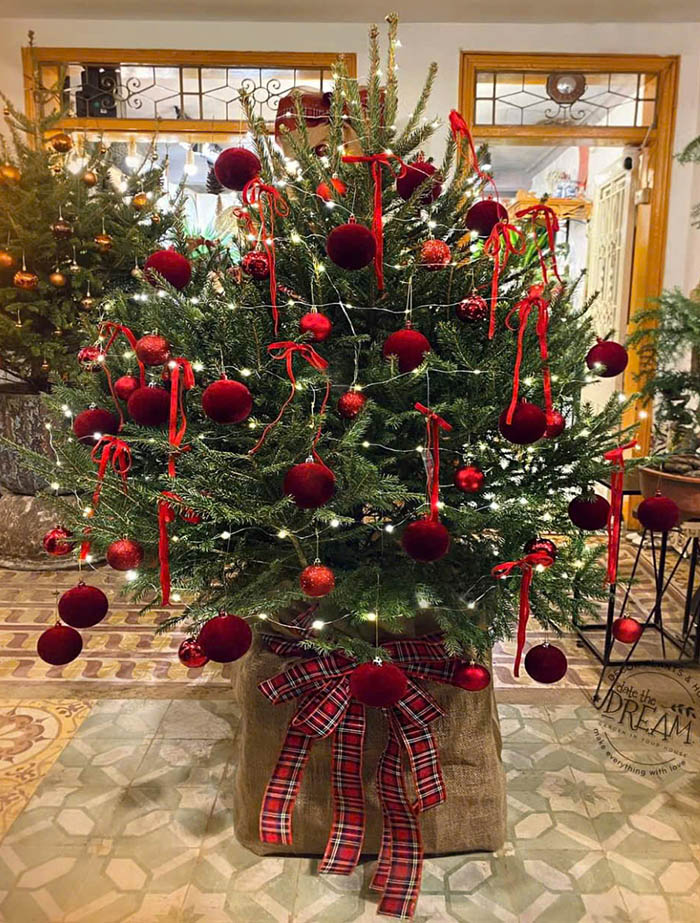 Cây thông Đan mạch sang đẹp