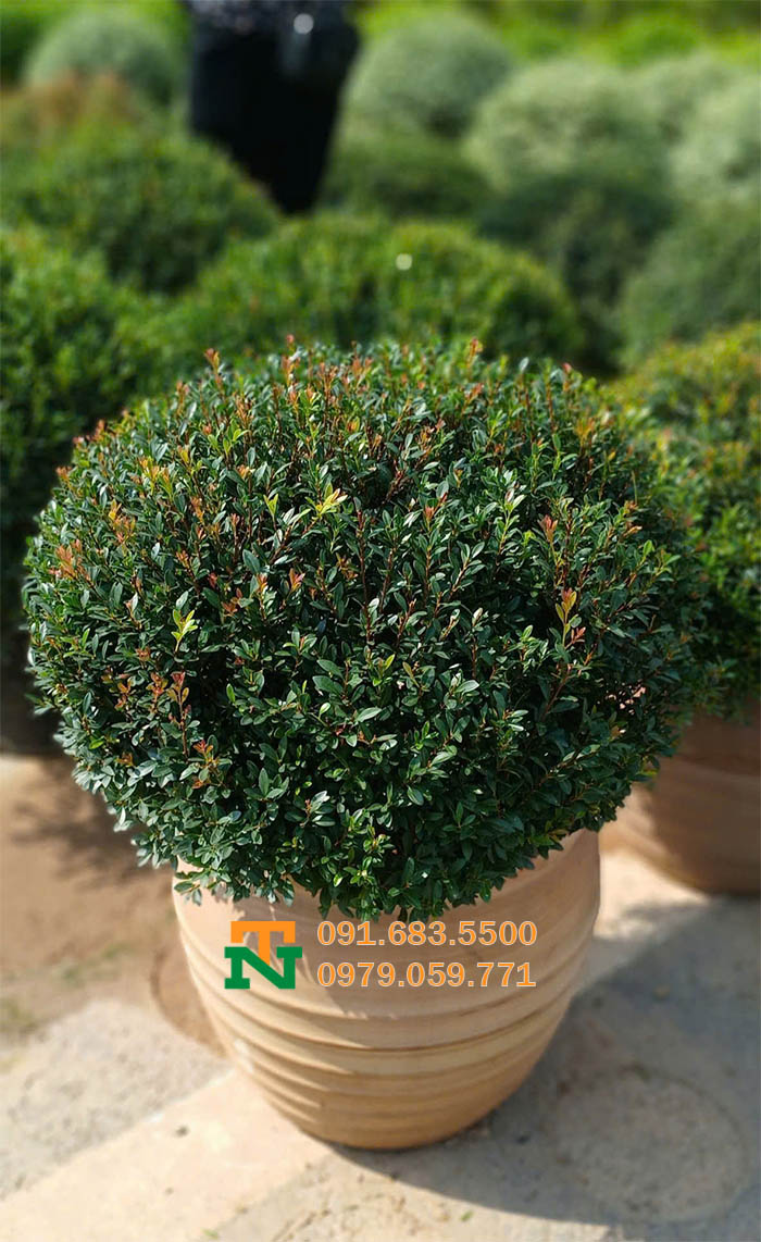 Cây thủy sam decor nội thất