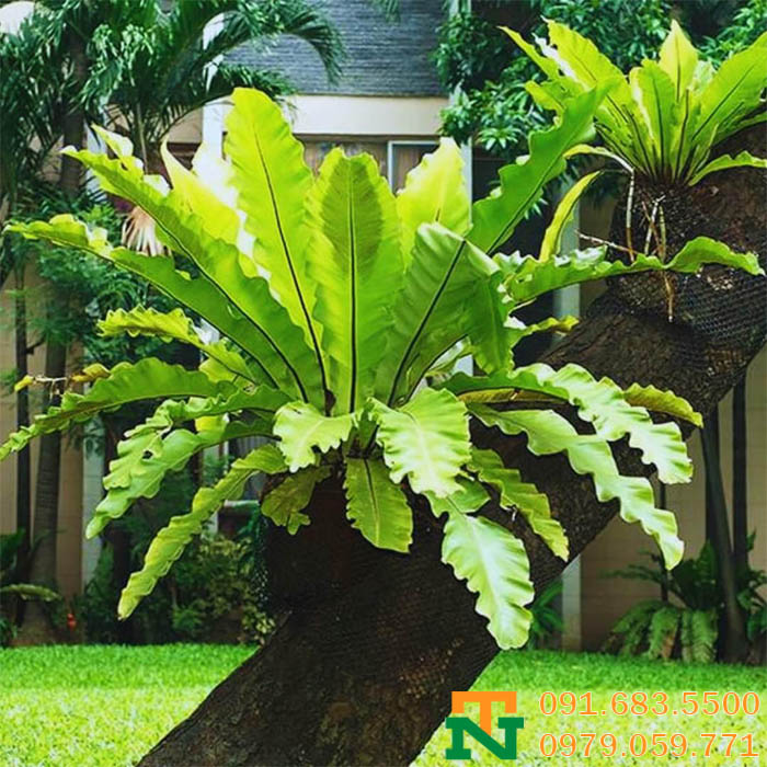 Cây tổ quạ phong thủy