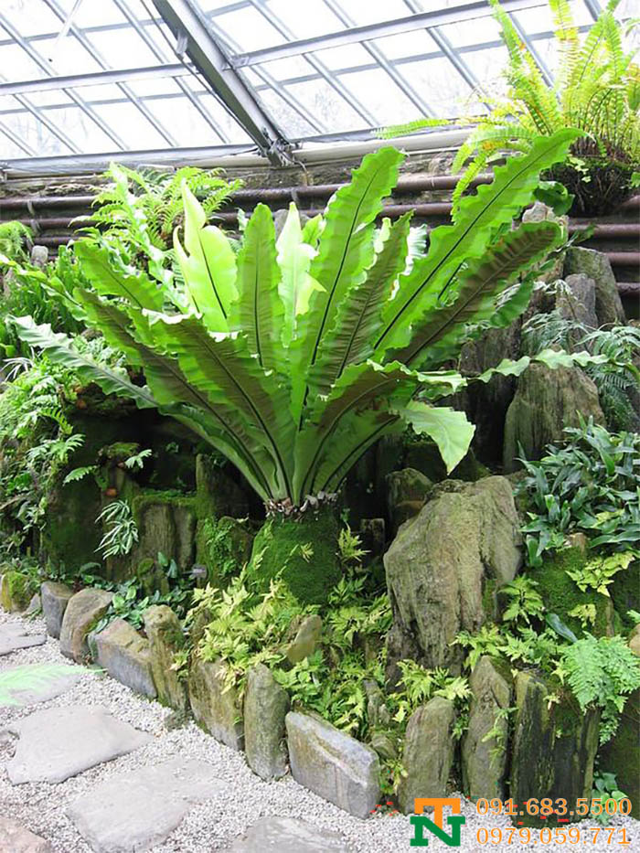 Cây tổ quạ cảnh cực sang đẹp