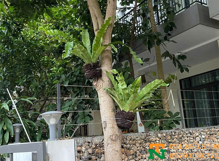 Cây tổ quạ trồng kí sinh trên cây