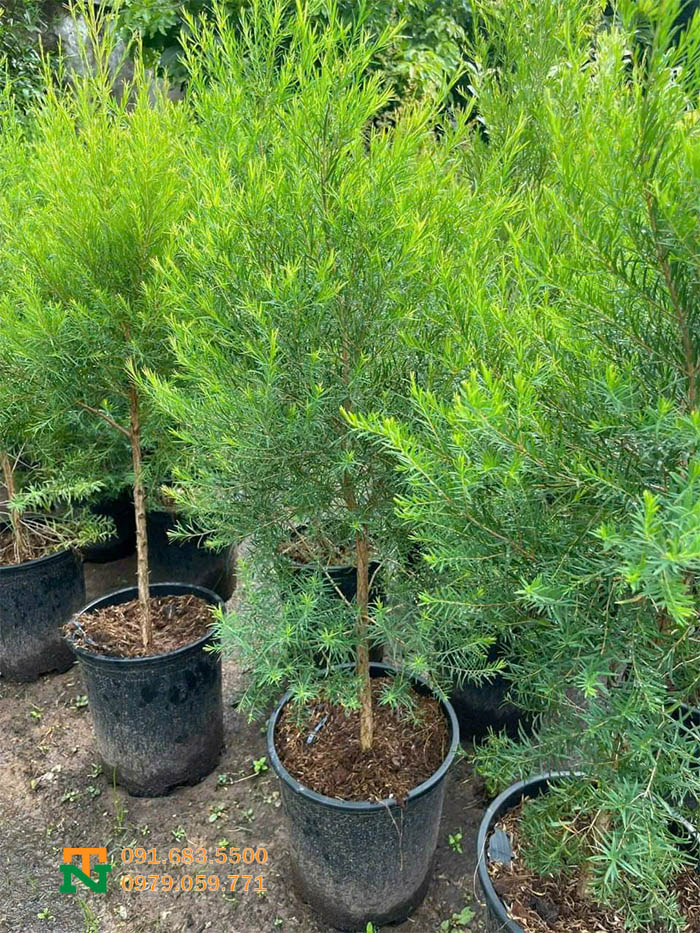 Cây tràm trà tại vườn giá tốt
