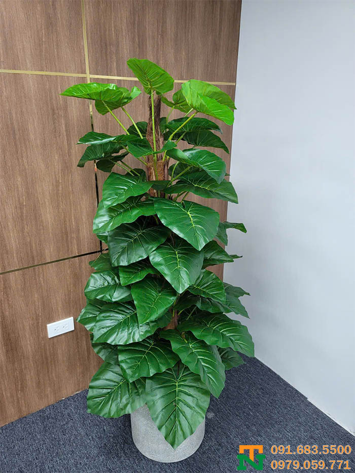 Cây trầu bà cột decor văn phòng