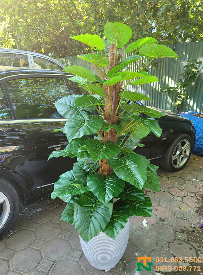 Cây trầu bà cột nhân tạo giá tốt