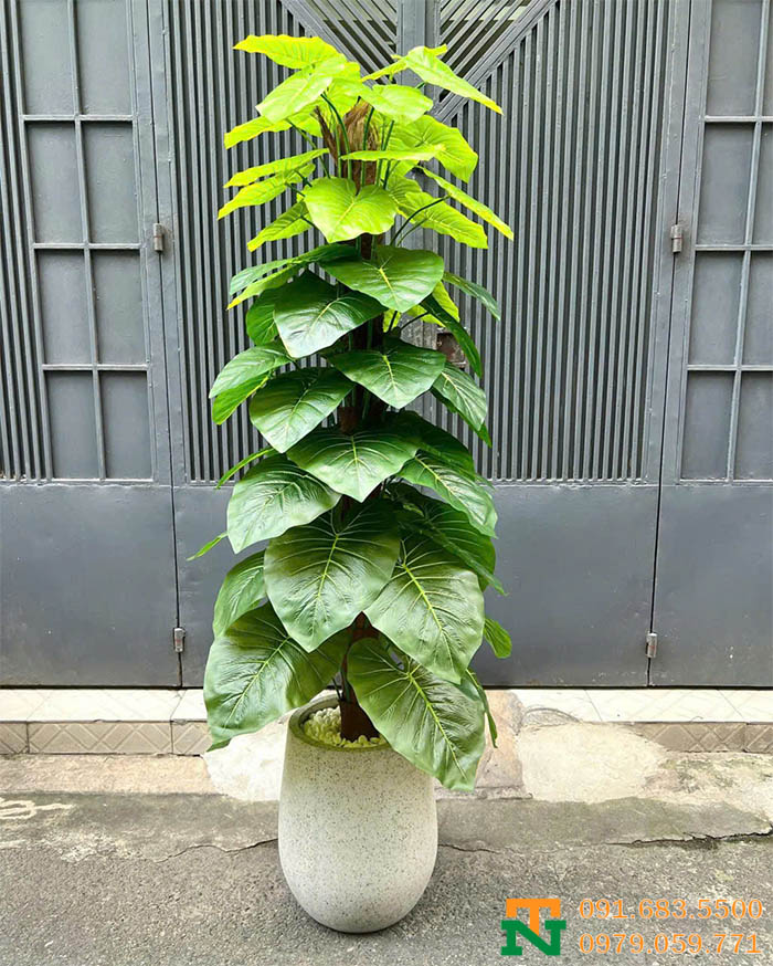 Cây trầu bà cột trồng chậu đẹp sang trọng