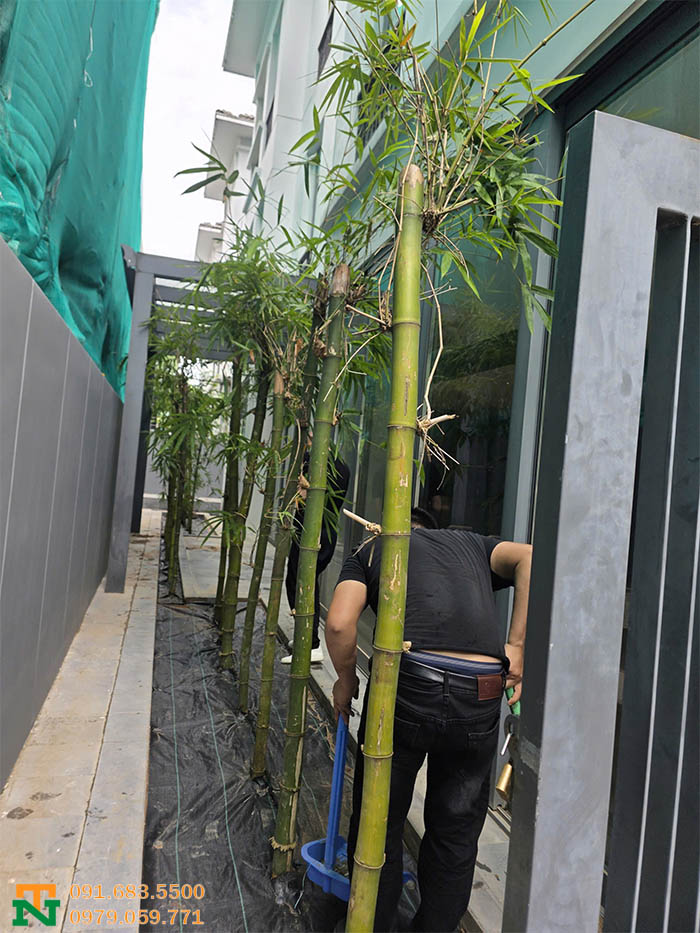 Cây tre xanh giá rẻ
