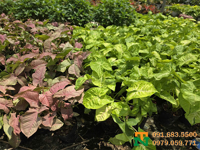 Cây tróc bạc giá rẻ