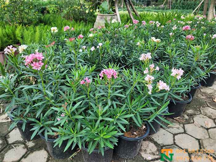 Cây trúc đào thái nhỏ trang trí