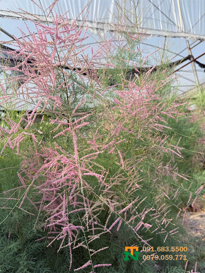 Cây tùng hồng hoa đẹp