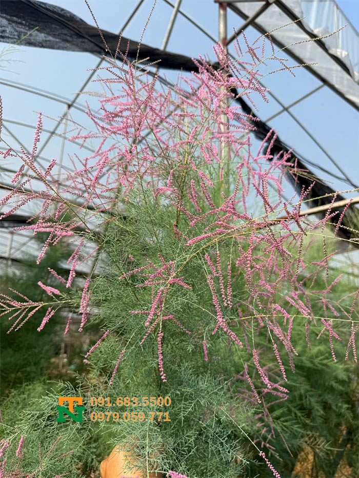 Cây tùng hồng trồng vườn