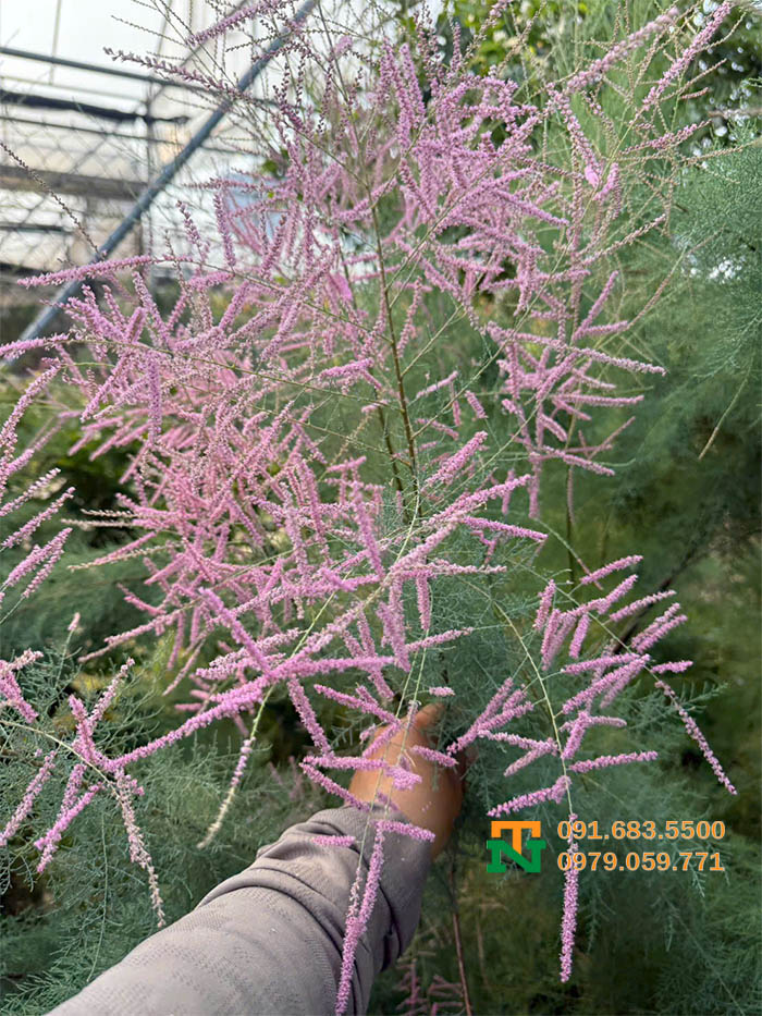 Cây tùng hồng giá tại vườn