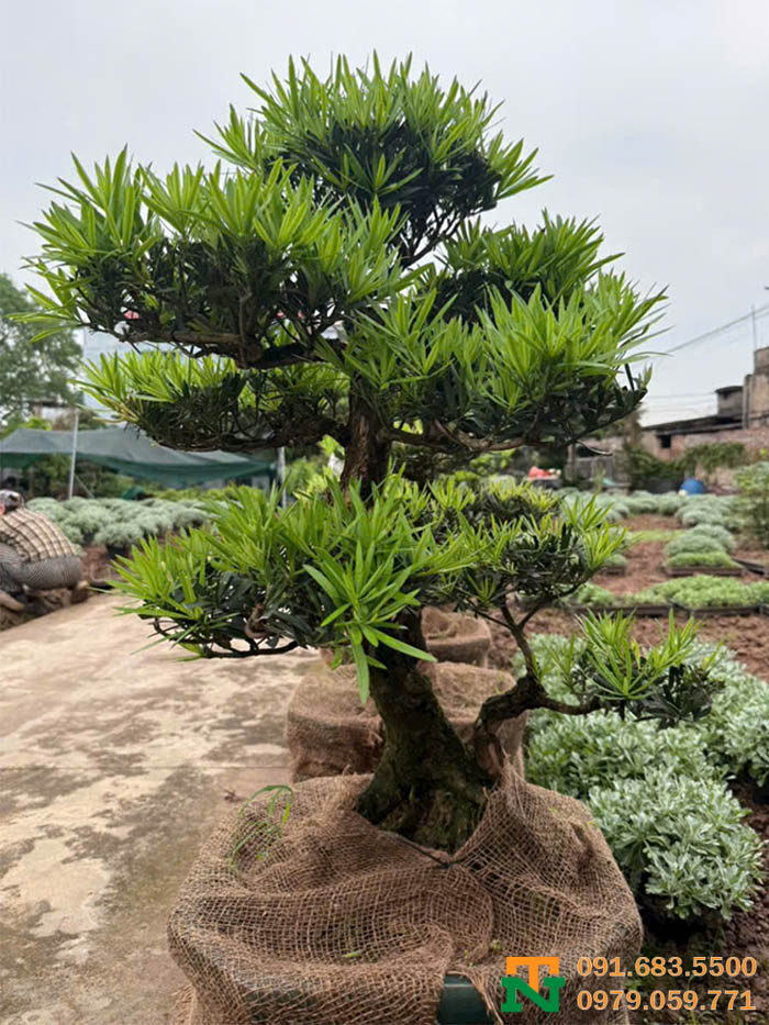 Cây tùng la hán cảnh to