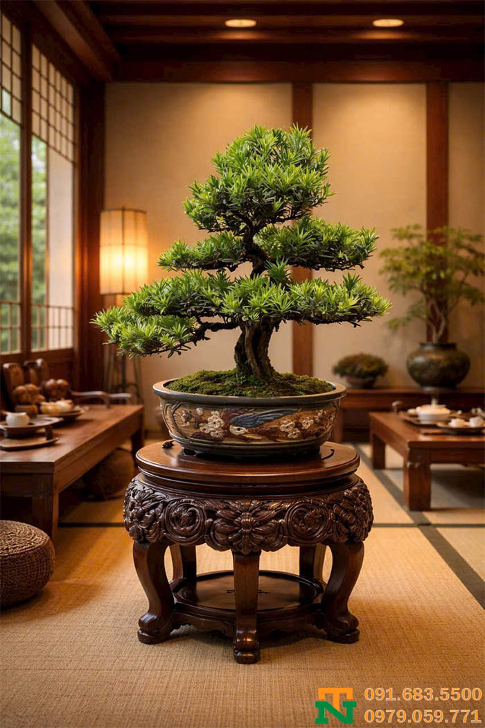 Cây tùng la hán đặt bàn cực sang
