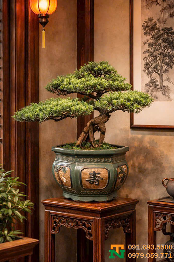 Cây tùng la hán tiểu cảnh