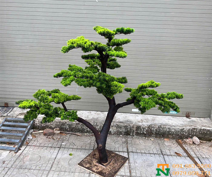 Cây tùng la hán setup tiểu cảnh đẹp