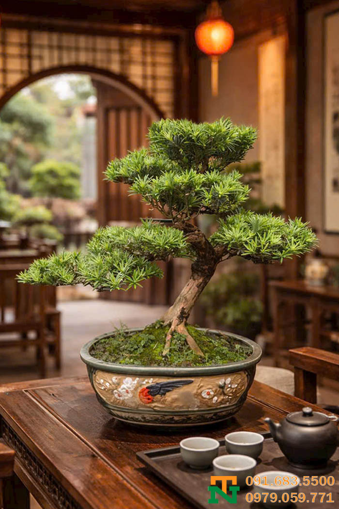 Cây tùng la hán tiểu cảnh