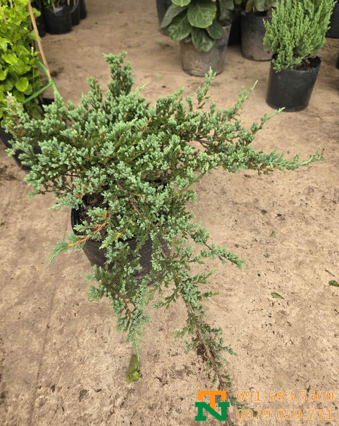 Cây tùng sa giá rẻ