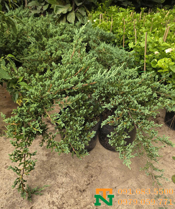 Cây tùng sa trồng vườn