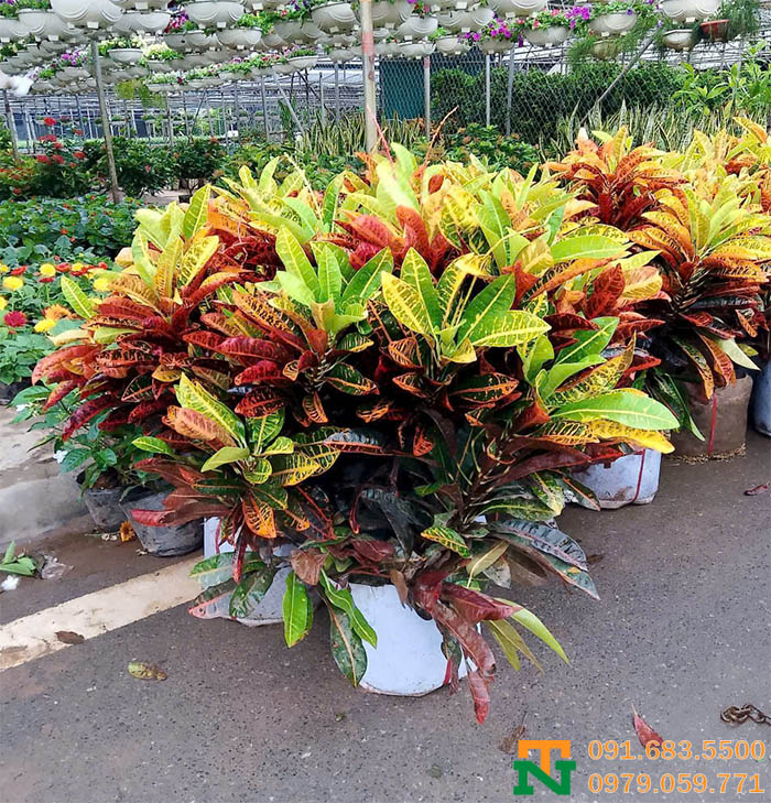 Chậu cây cảnh hoa vàng anh đẹp sang