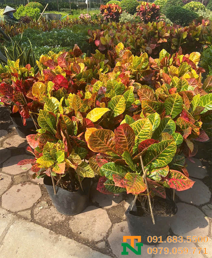 Cây hoa vàng anh decor quán cafe đẹp