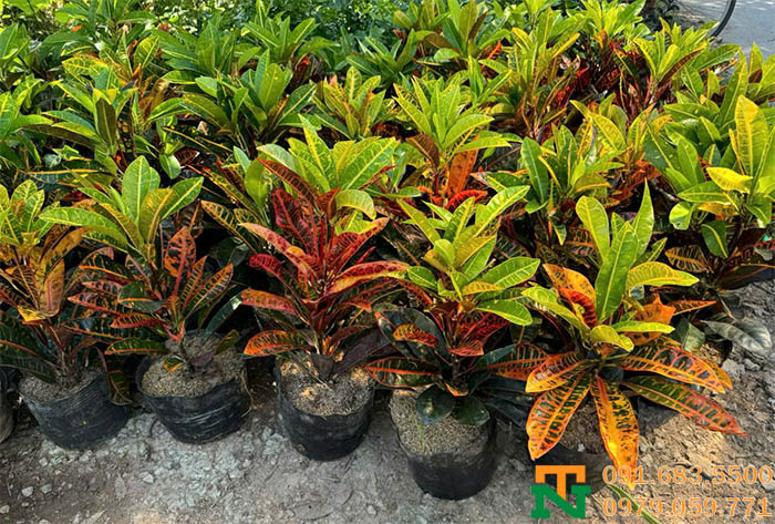 Cây hoa vàng anh giá tốt tận vườn