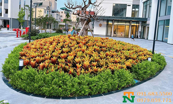 Cây hoa vàng anh trồng biệt thự