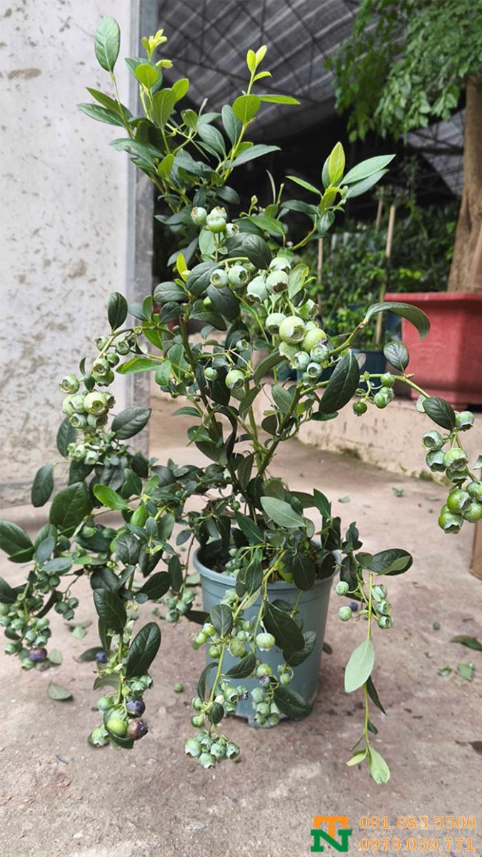 Cây việt quất giống giá rẻ