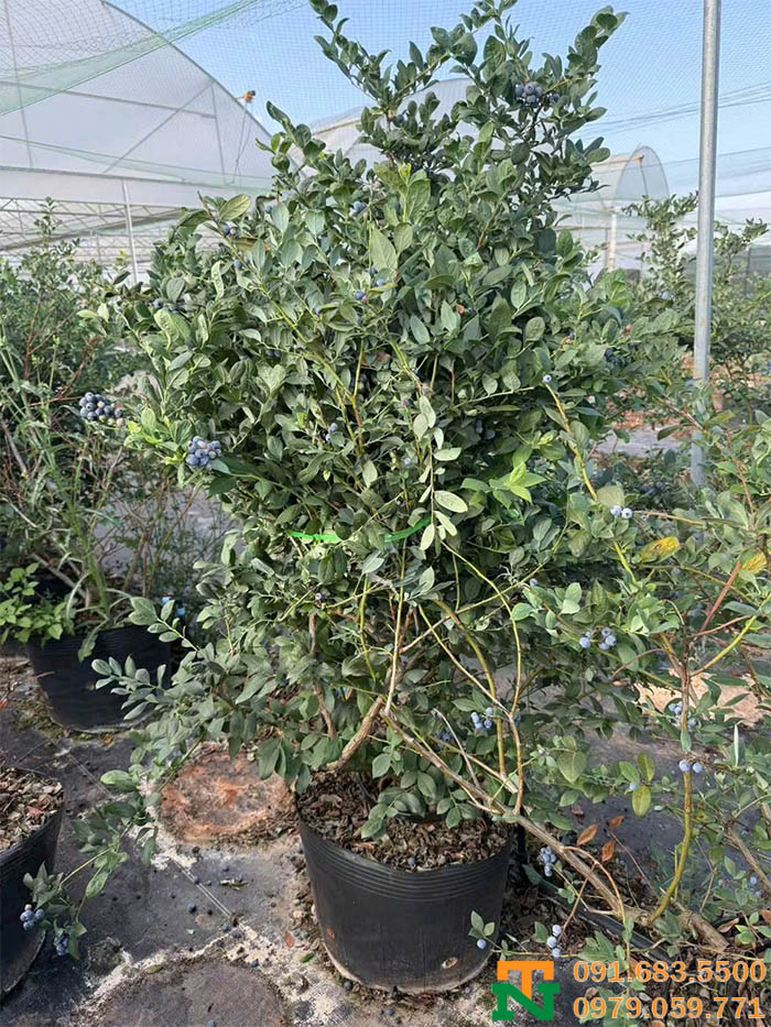 Cây việt quất tại vườn chất lượng