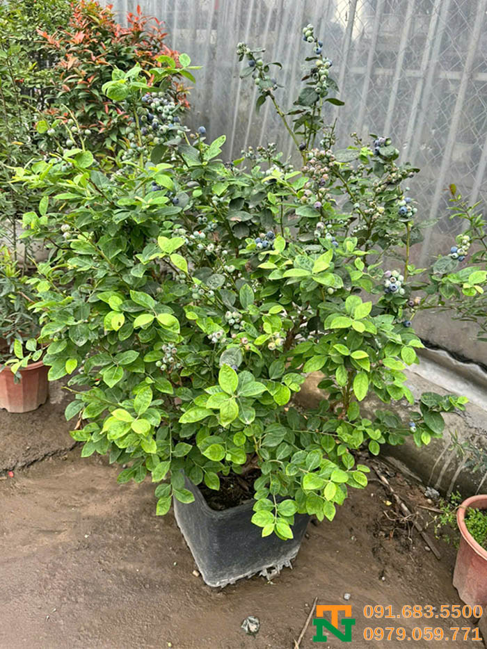 Cây việt quất trồng chậu đẹp