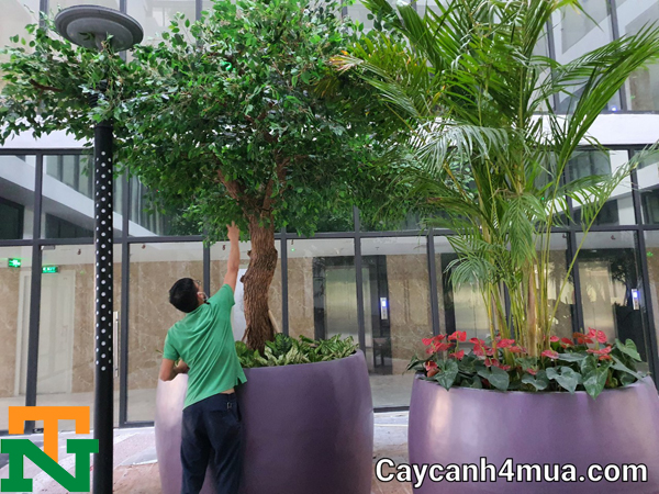 Đơn vị Trung Nguyên đang thi công cây xanh giả cho văn phòng