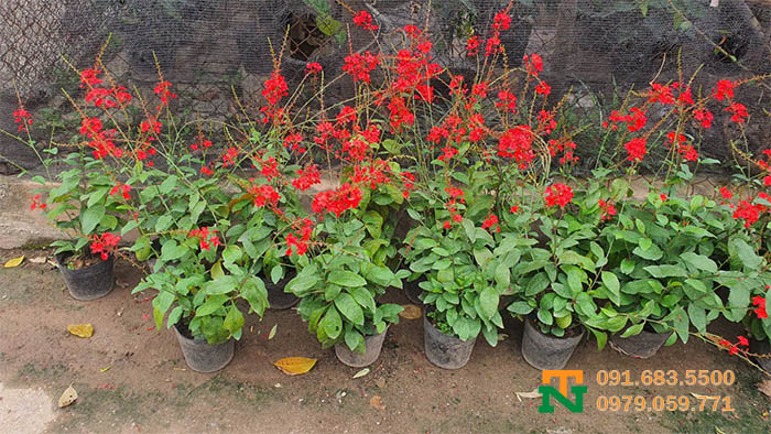 Vườn cây xích hồng trà giá sỉ
